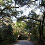 <p align=left>C'est avec plaisir que nous retrouvons les forêts de chênes au Fort Clinch State Park.